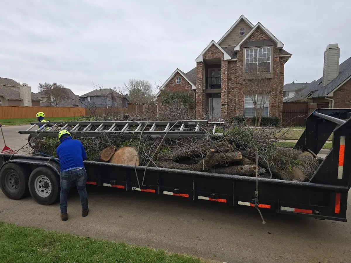 Expert Tree Pest Control with proper safety equipment in Lloyd